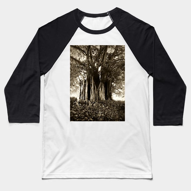 Fig Tree, Botanical Gardens, Melbourne Baseball T-Shirt by rozmcq